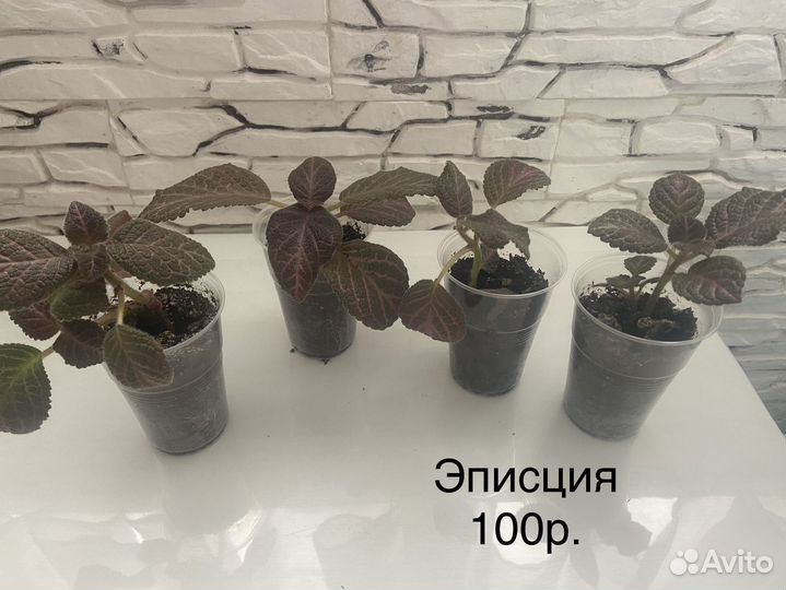 Комнатные цветы