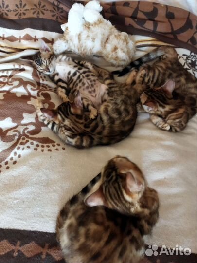 Котята бенгалы