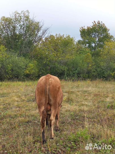Коровы бычки