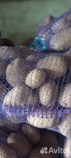 Продажа картофеля