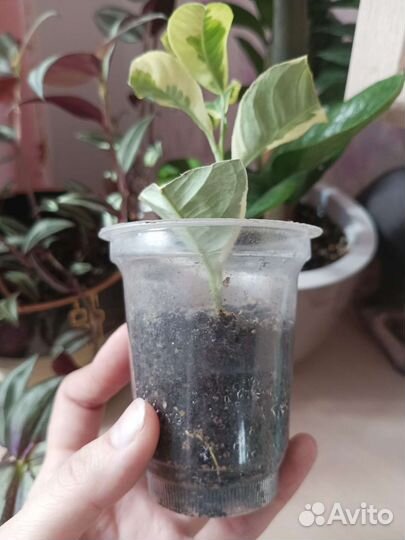 Лимон эврика пинк