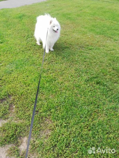 Выгул собак