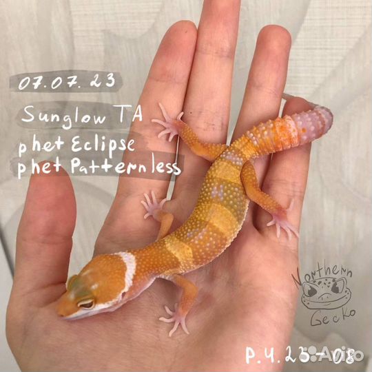 Малыши эублефара