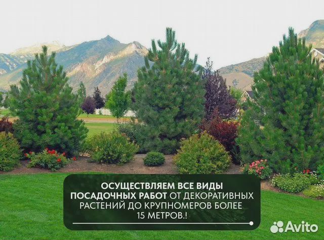 Сосна горная