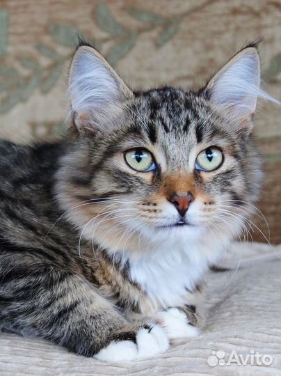 Котята мальчики