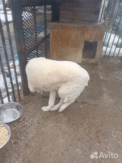 Алабай на вязку