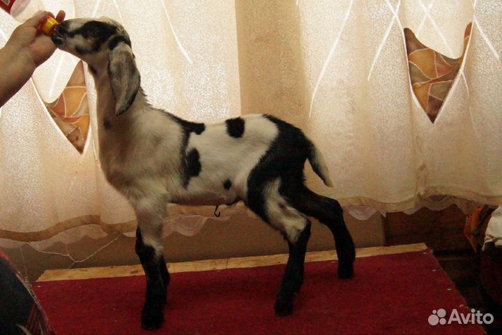 Нубийский козел