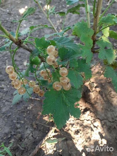 Смородина красная и белая