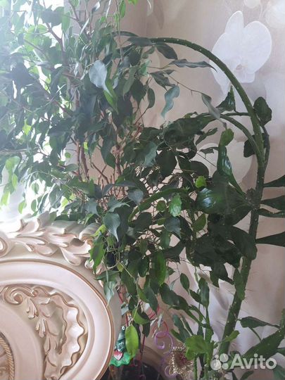 Домашние цветы