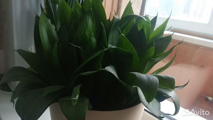 Сансевиерия