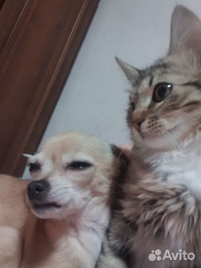 Пушистая девочка в добрые руки