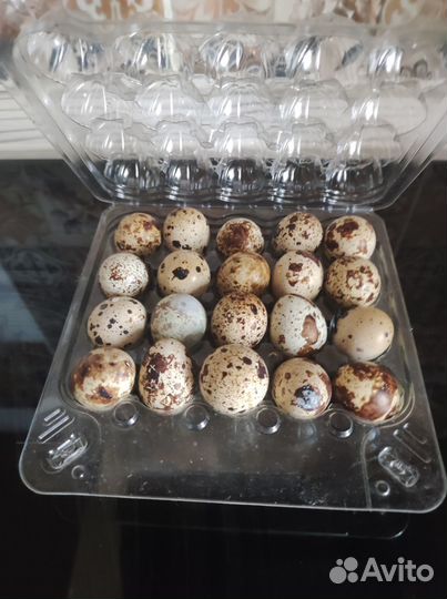Продаю домашние перепелиные,куриные яйца