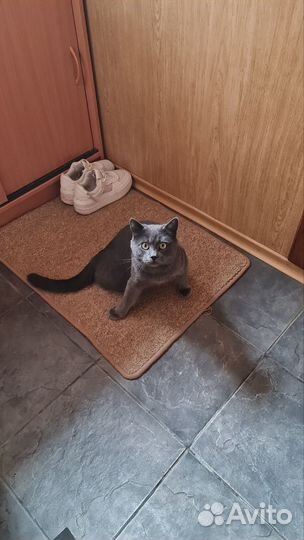 Британский кот