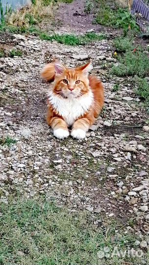 Кот мейн-кун вязка