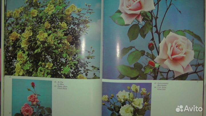 Розарий Альбом