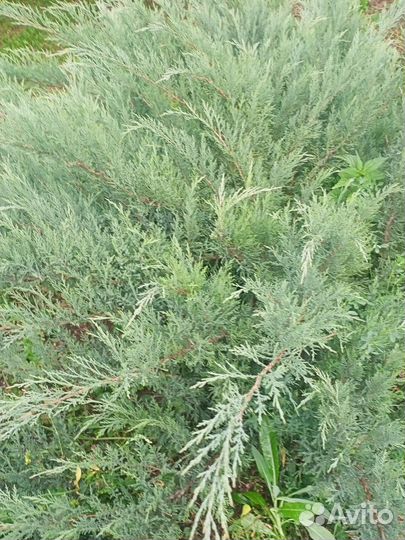 Можжевельник