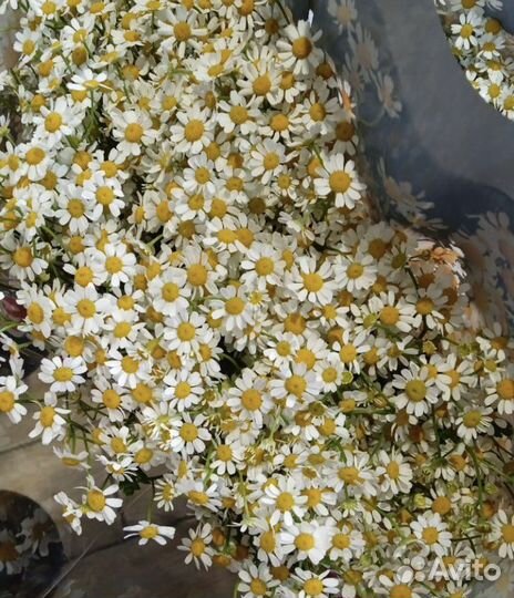 Живые цветы ромашки