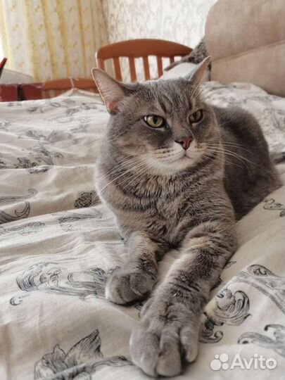 Шотландский прямоухий брутал в добрые руки