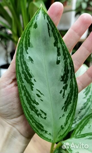 Взрослые сортовые аглаонемы в ассортименте