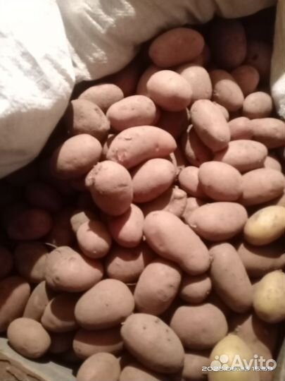 Картофель