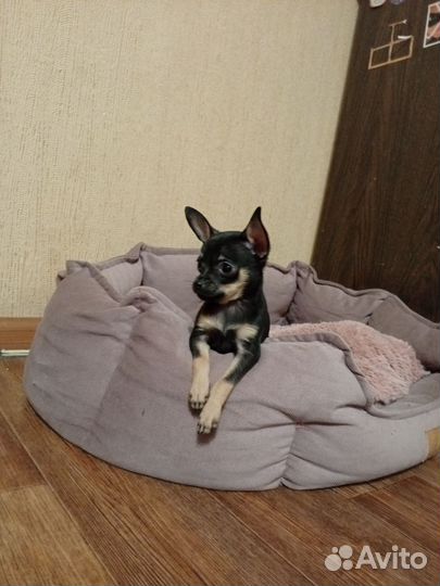 Мини той-терьер щенки