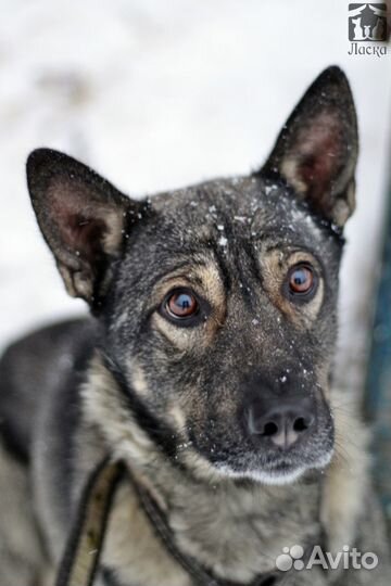 Активный Чаки