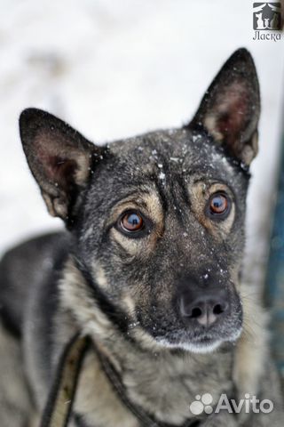 Активный Чаки