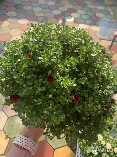 Хризантемы мультифлора