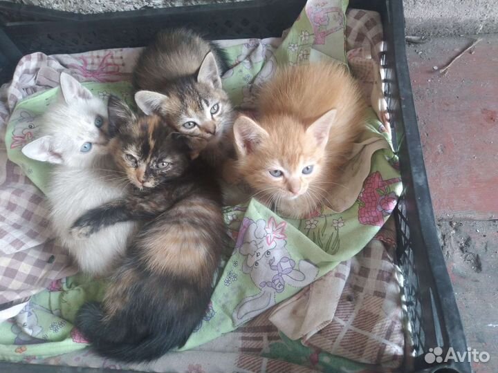 Кошка в дар бесплатно