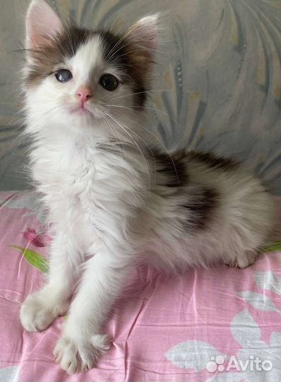 Очень ласковый котенок