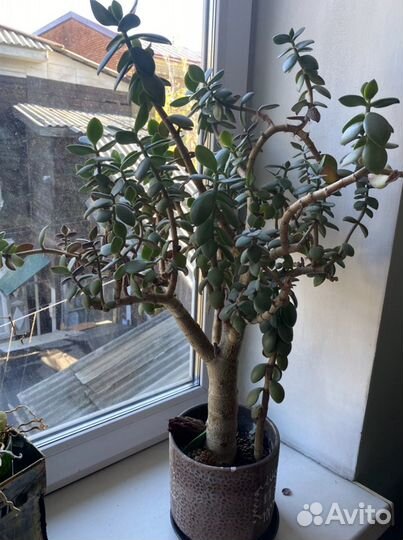 Толстянка (денежное дерево) взрослое