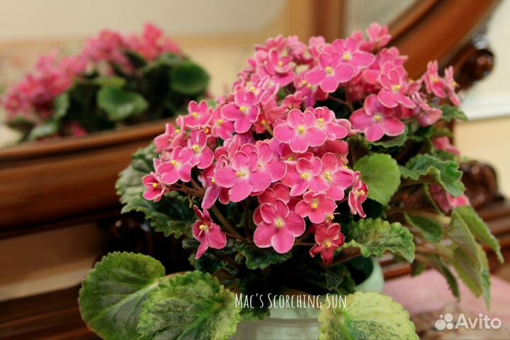 Фиалки набором