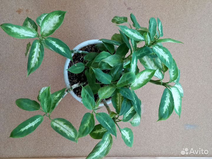 Диффенбахия