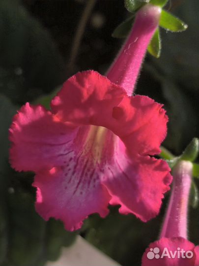 Минисиннингия