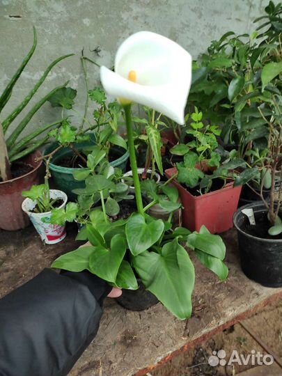 Комнатные цветы калла