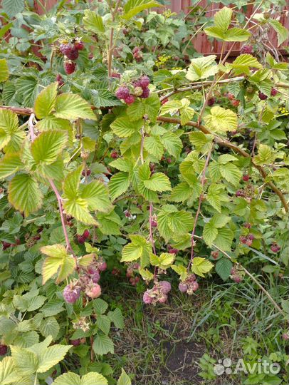 Малина ягоды свежая