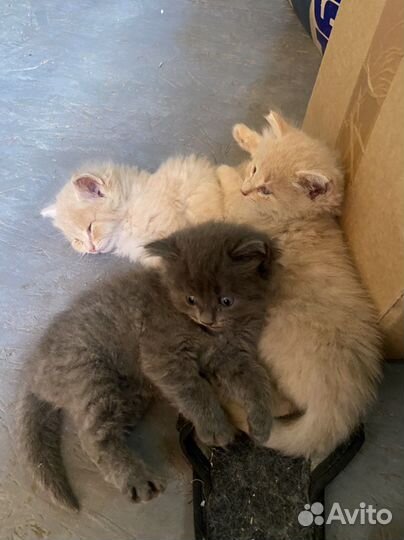 Котята в заболивые руки