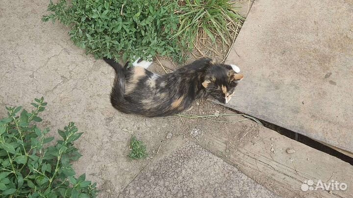 Котята в добрые руки,бесплатно