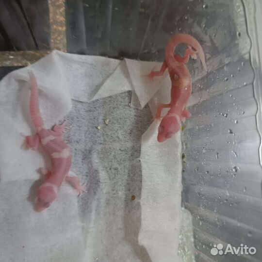 Малыши эублефара