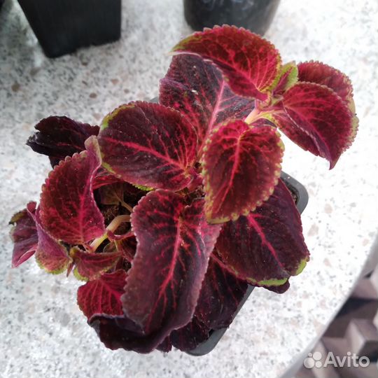 Колеусы вегетативные