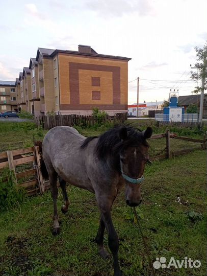 Продажа лошадей