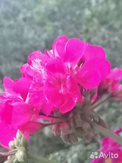 Пеларгония герань сортовая