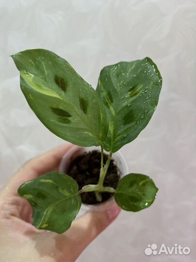 Марантовые