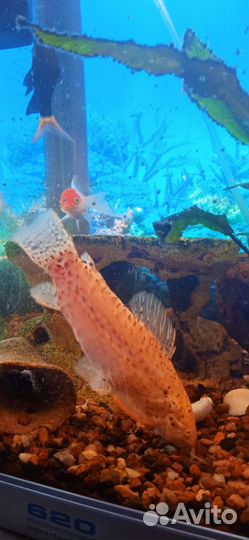 Аквариум 80 литров под ключ