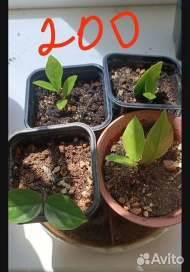 Замиокулькас