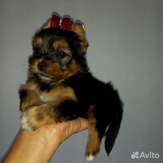 Йоркширский терьер щенки девочки