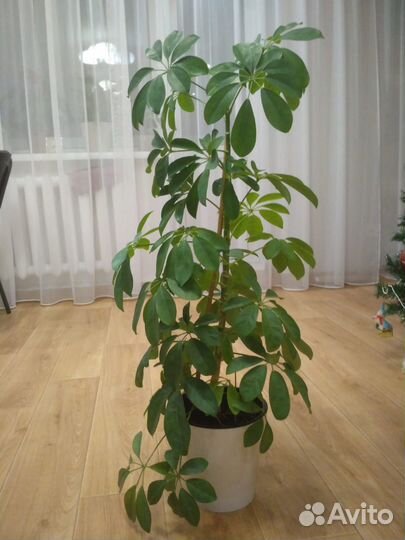 Цветок шефлера