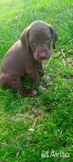 Щенки курцхаара