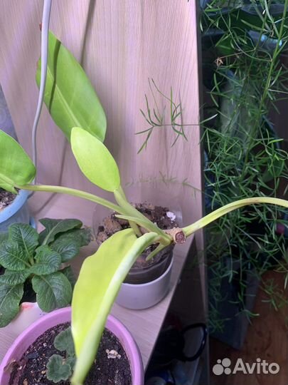 Комнатные растения