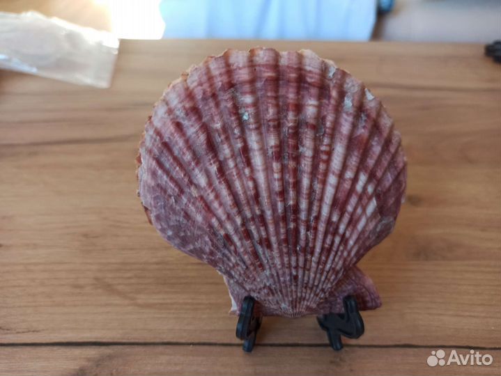 Морская раковина